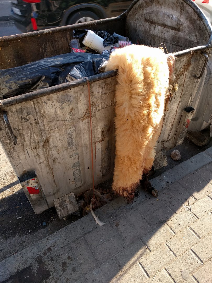 Sheep carcass lazily discarded in neighborhood dumpster